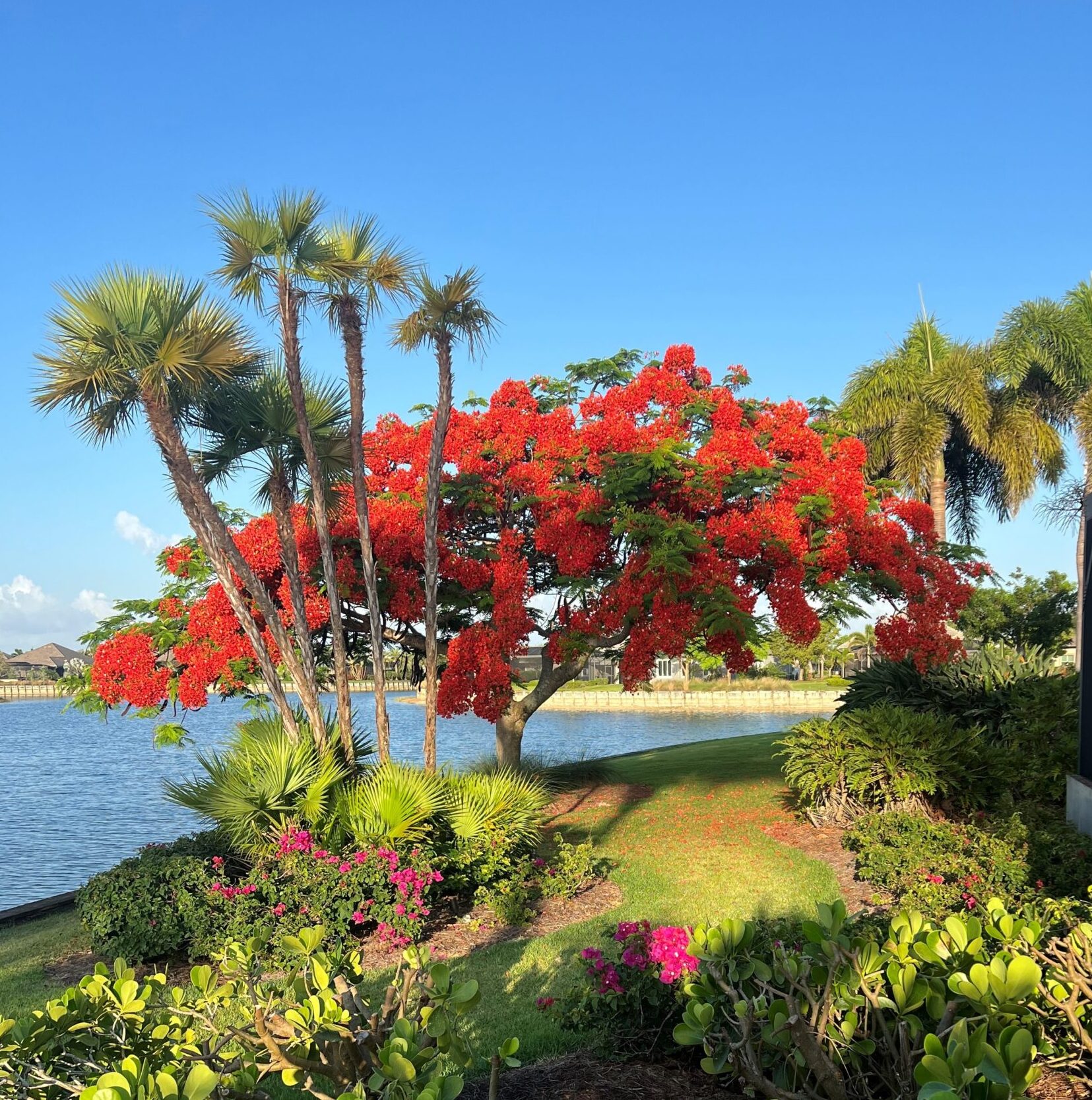 A red tree near the water with palm trees.